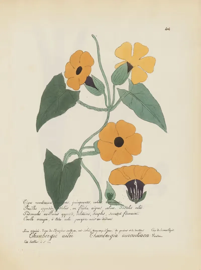Thunbergia aurantiaca by Jean Baptiste Louis Letellier, 1848-1849 — digital art print download