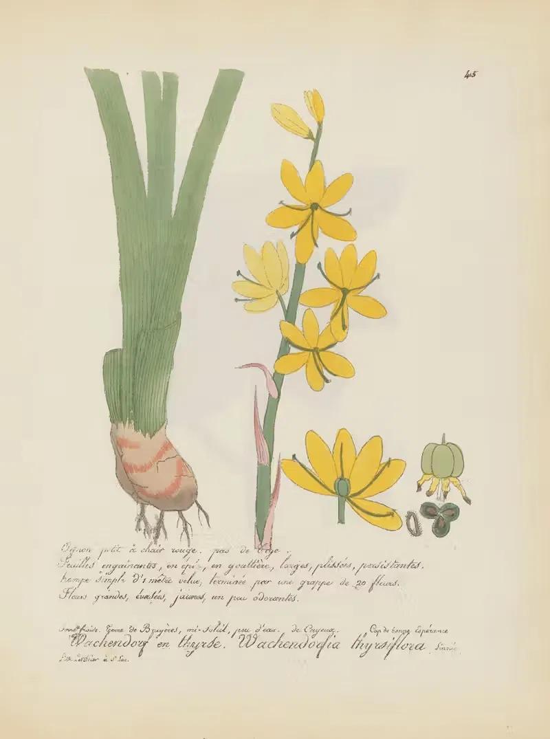 Wachendorfia thyrsiflora by Jean Baptiste Louis Letellier, 1848-1849 — digital art print download