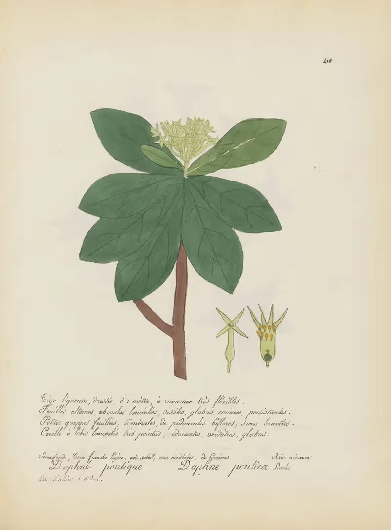Daphne pontica by Jean Baptiste Louis Letellier, 1848-1849 — digital art print download