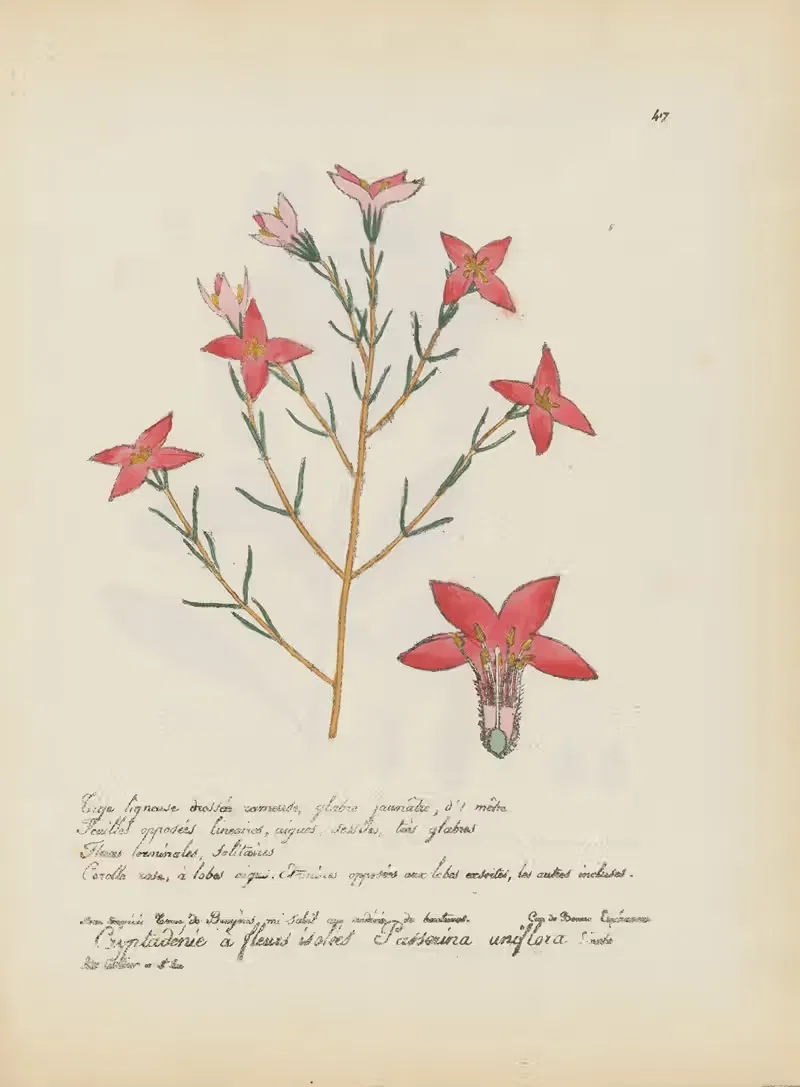 Passerina uniflora by Jean Baptiste Louis Letellier, 1848-1849 — digital art print download