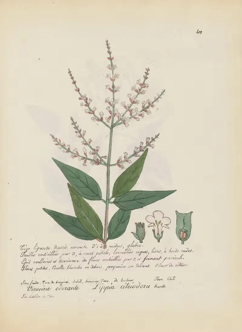 Lippia citriodora by Jean Baptiste Louis Letellier, 1848-1849 — digital art print download