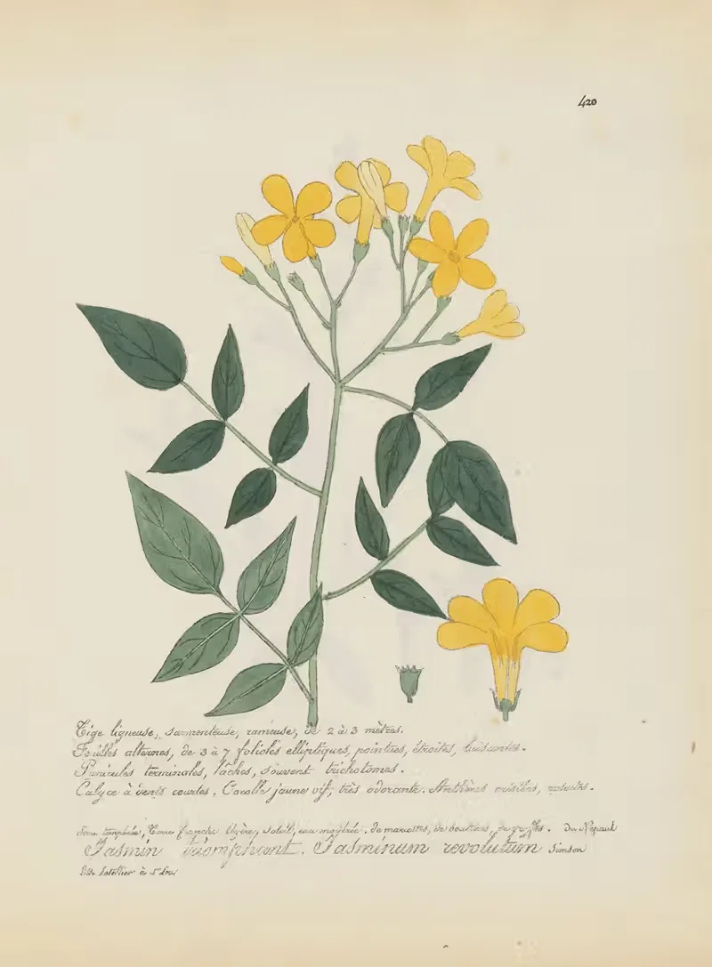 Jasminum revolutum by Jean Baptiste Louis Letellier, 1848-1849 — digital art print download