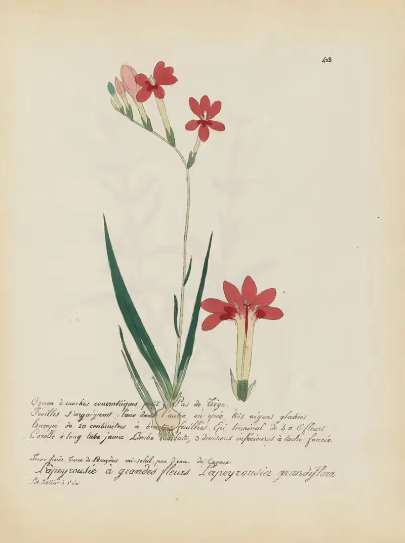 Lapeyrousia grandiflora by Jean Baptiste Louis Letellier, 1848-1849 — digital art print download