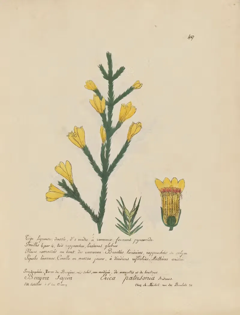Erica patersonia by Jean Baptiste Louis Letellier, 1848-1849 — digital art print download
