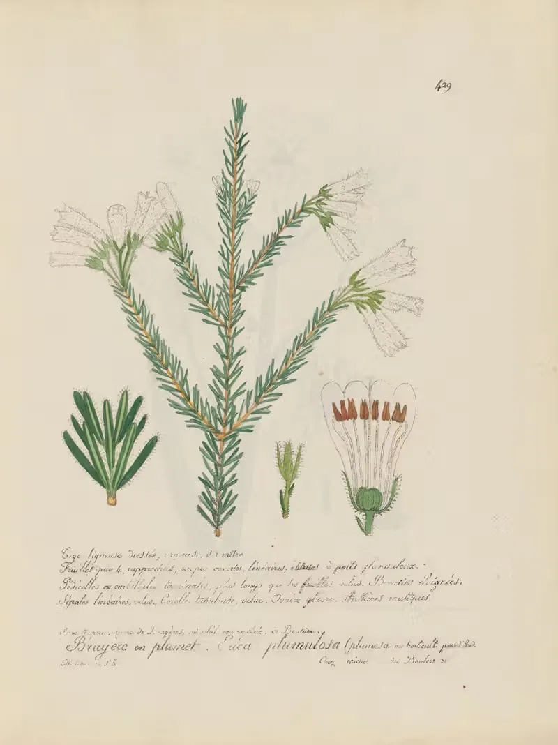 Erica plumulosa by Jean Baptiste Louis Letellier, 1848-1849 — digital art print download