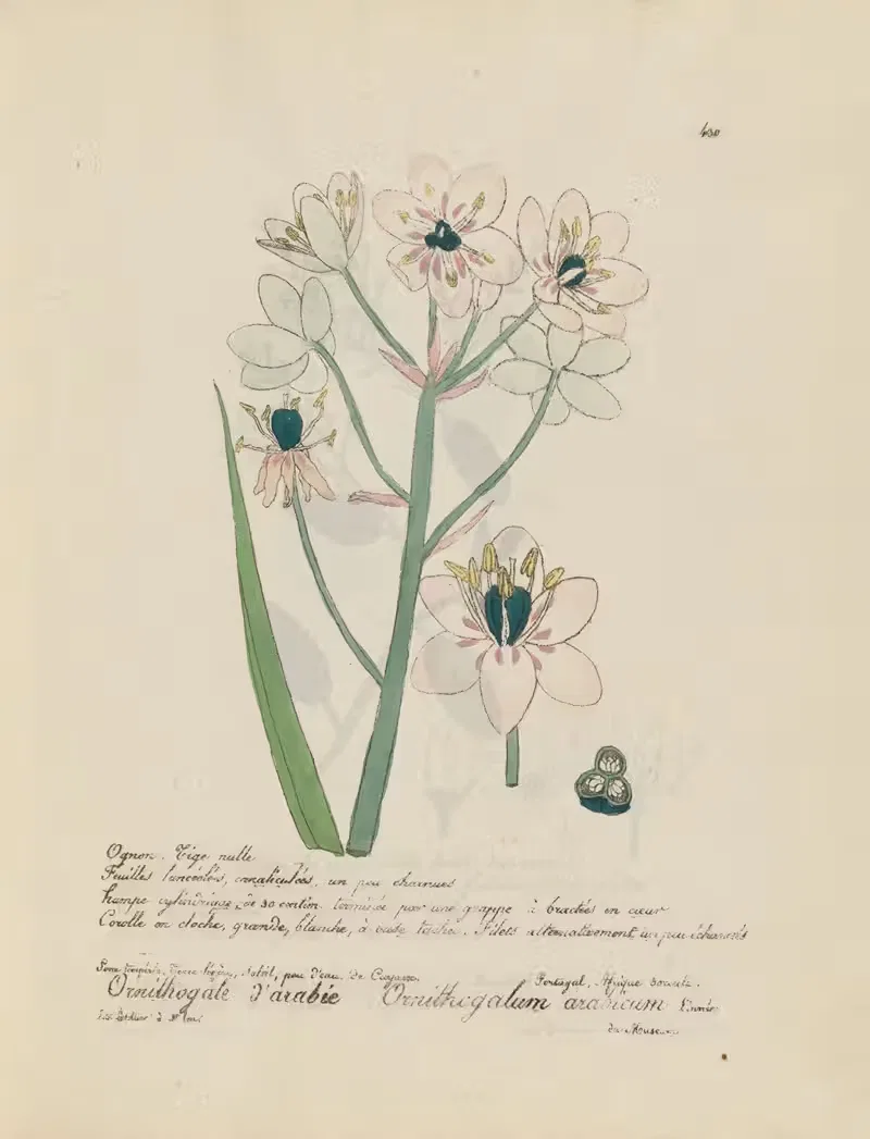 Ornithogalum arabicum by Jean Baptiste Louis Letellier, 1848-1849 — digital art print download