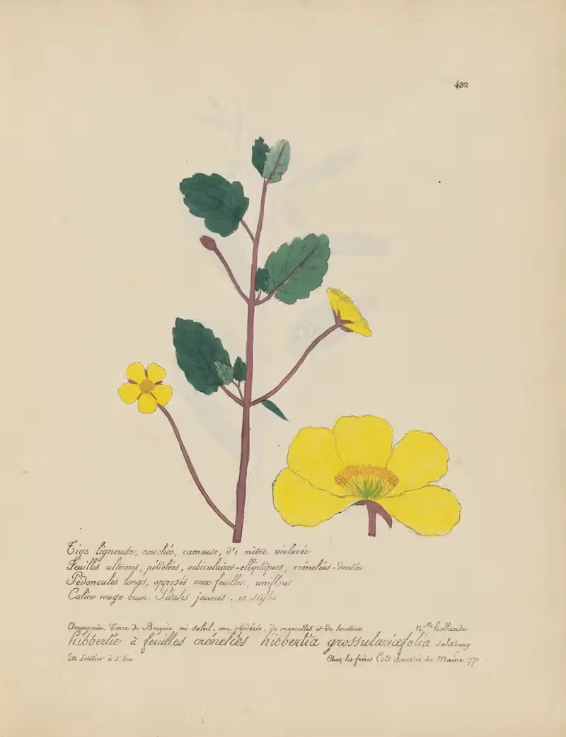 Hibbertia grossulariaefolia by Jean Baptiste Louis Letellier, 1848-1849 — digital art print download