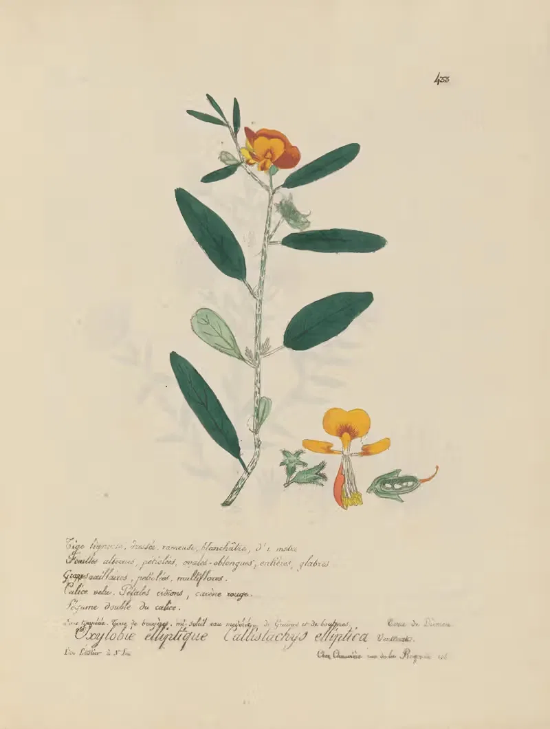 Callistachys elliptica by Jean Baptiste Louis Letellier, 1848-1849 — digital art print download