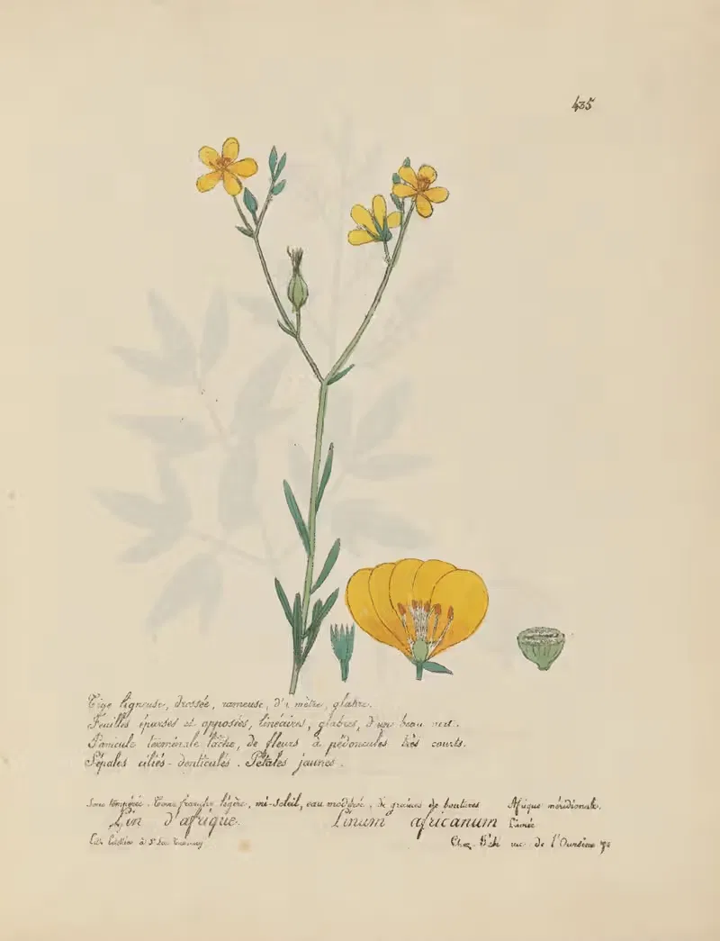 Linum africanum by Jean Baptiste Louis Letellier, 1848-1849 — digital art print download