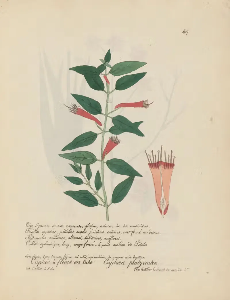 Cuphaea platycentra by Jean Baptiste Louis Letellier, 1848-1849 — digital art print download