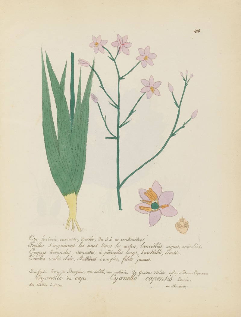 Cyanella capensis by Jean Baptiste Louis Letellier, 1848-1849 — digital art print download