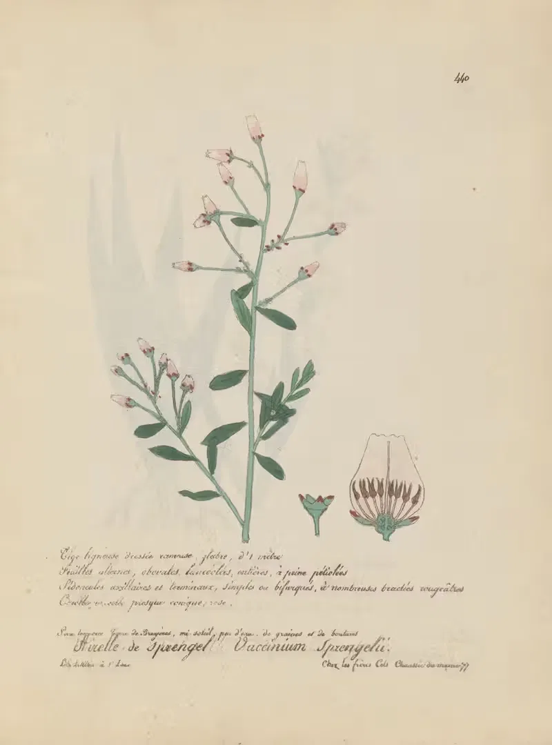 Vaccinium sprengelii by Jean Baptiste Louis Letellier, 1848-1849 — digital art print download