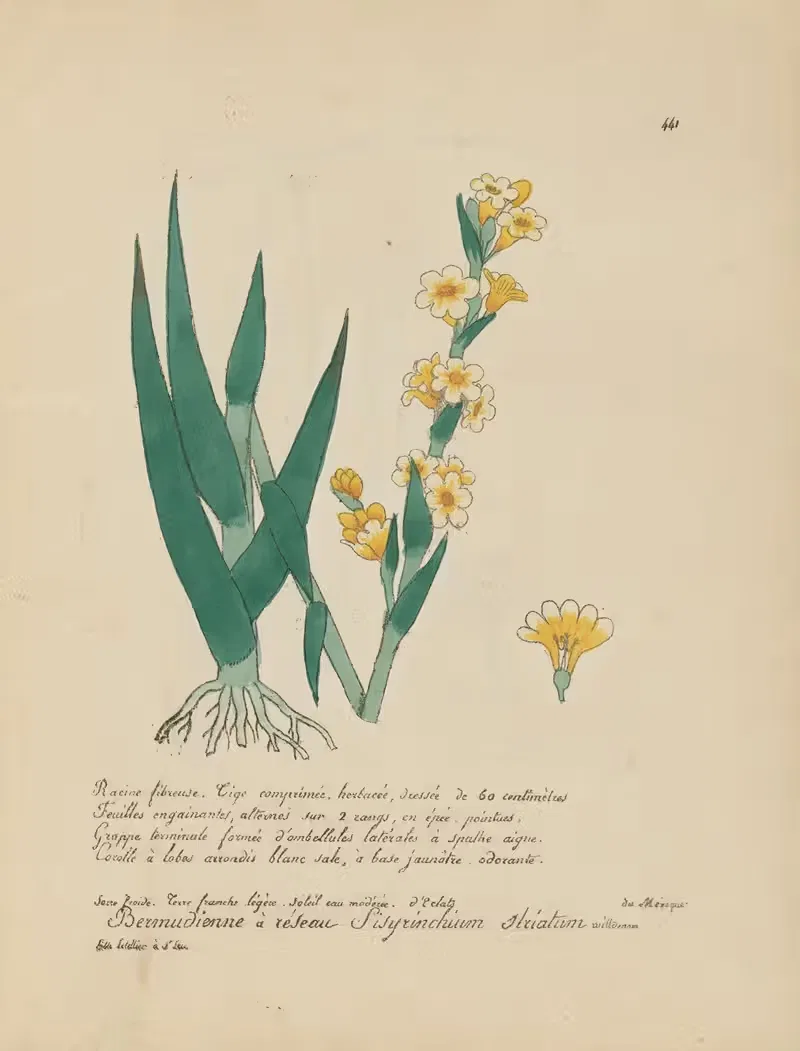 Sisyrinchium striatum by Jean Baptiste Louis Letellier, 1848-1849 — digital art print download