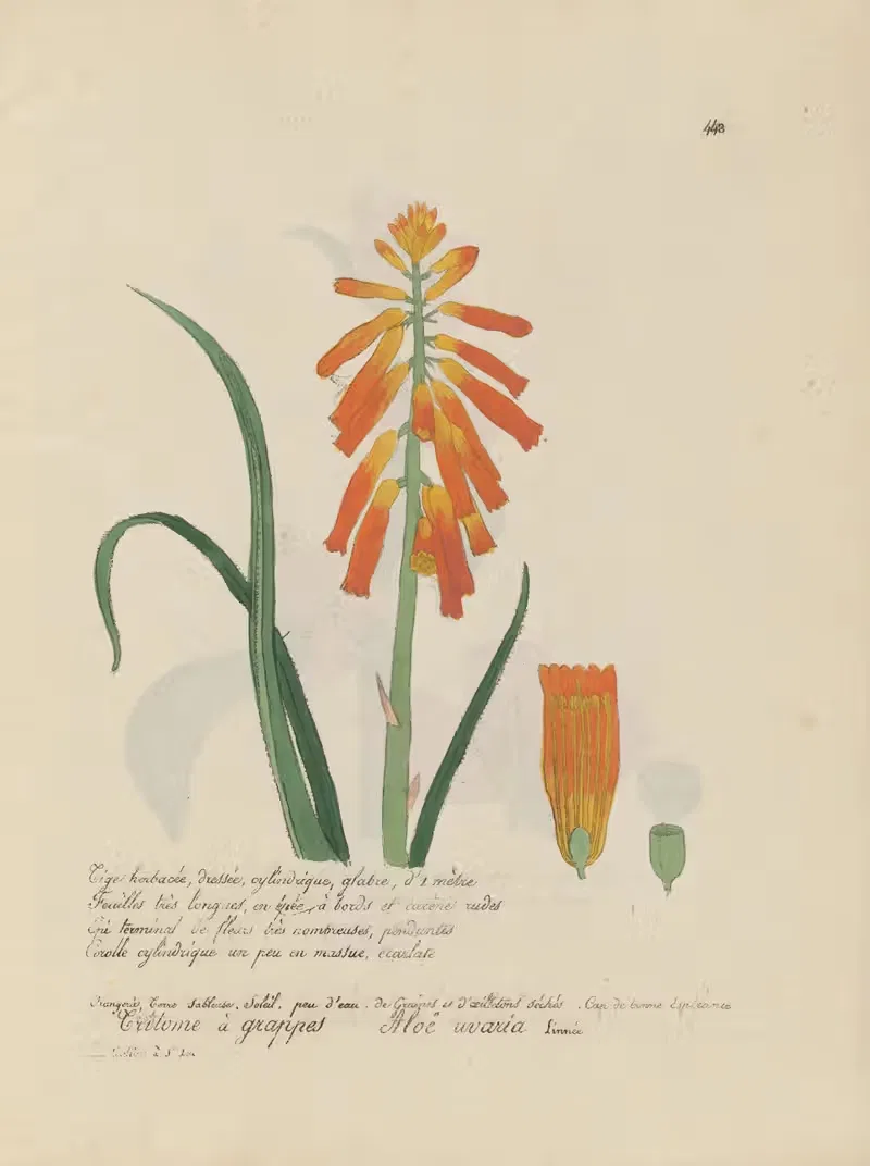 Aloë uvaria by Jean Baptiste Louis Letellier, 1848-1849 — digital art print download