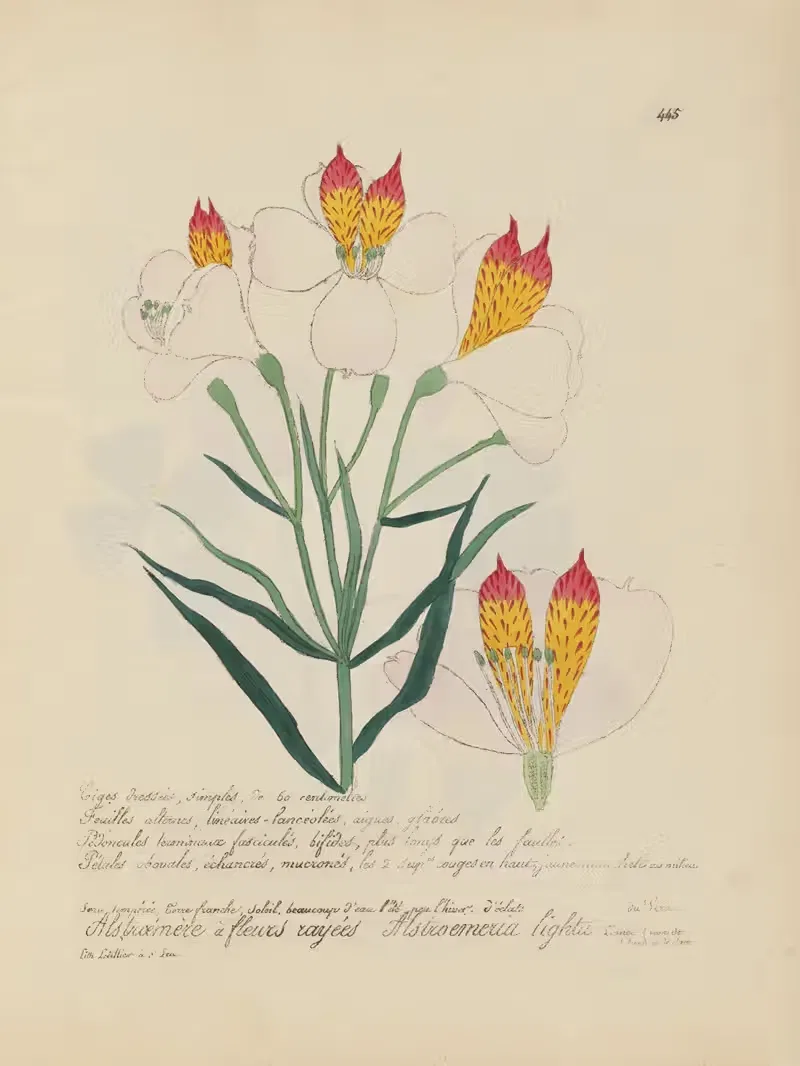 Alstroemeria lightu by Jean Baptiste Louis Letellier, 1848-1849 — digital art print download