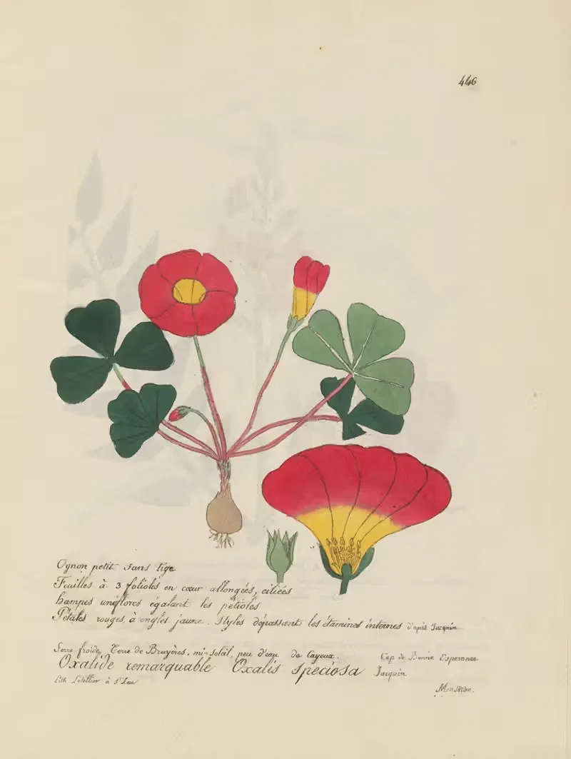 Oxalis speciosa by Jean Baptiste Louis Letellier, 1848-1849 — digital art print download