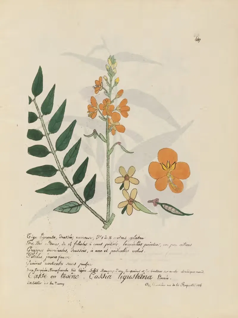Cassia ligustrina by Jean Baptiste Louis Letellier, 1848-1849 — digital art print download