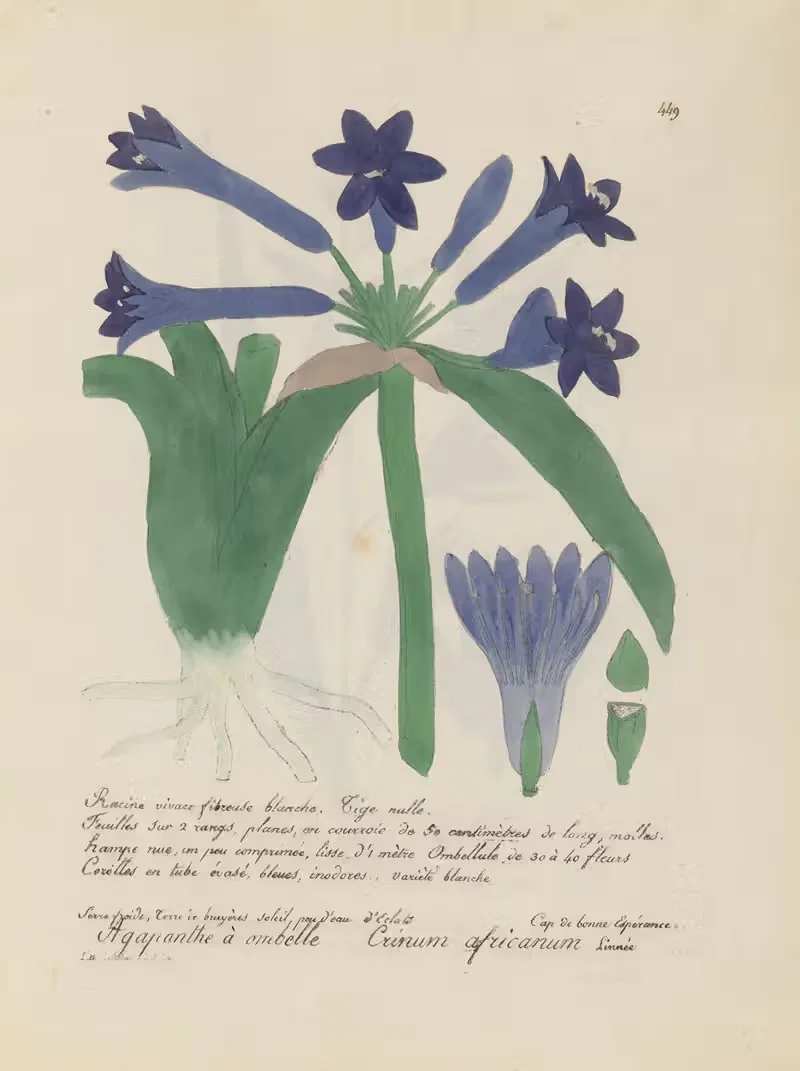Crinum africanum by Jean Baptiste Louis Letellier, 1848-1849 — digital art print download