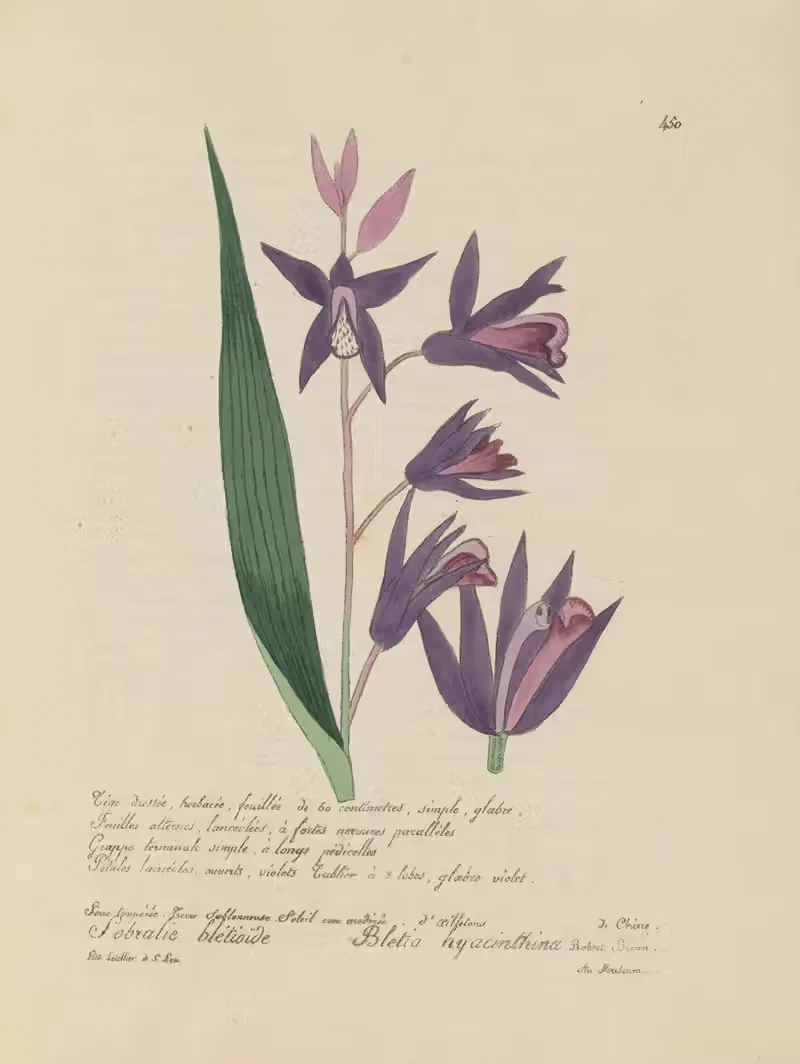 Bletia hyacinthina by Jean Baptiste Louis Letellier, 1848-1849 — digital art print download