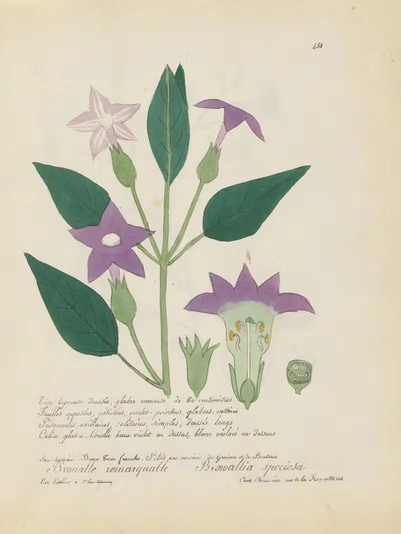 Browallia speciosa by Jean Baptiste Louis Letellier, 1848-1849 — digital art print download