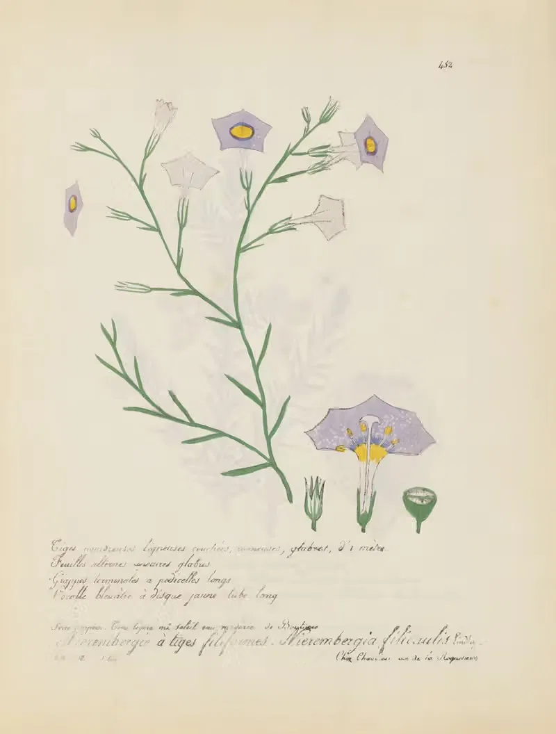 Nierembergia filicaulis by Jean Baptiste Louis Letellier, 1848-1849 — digital art print download
