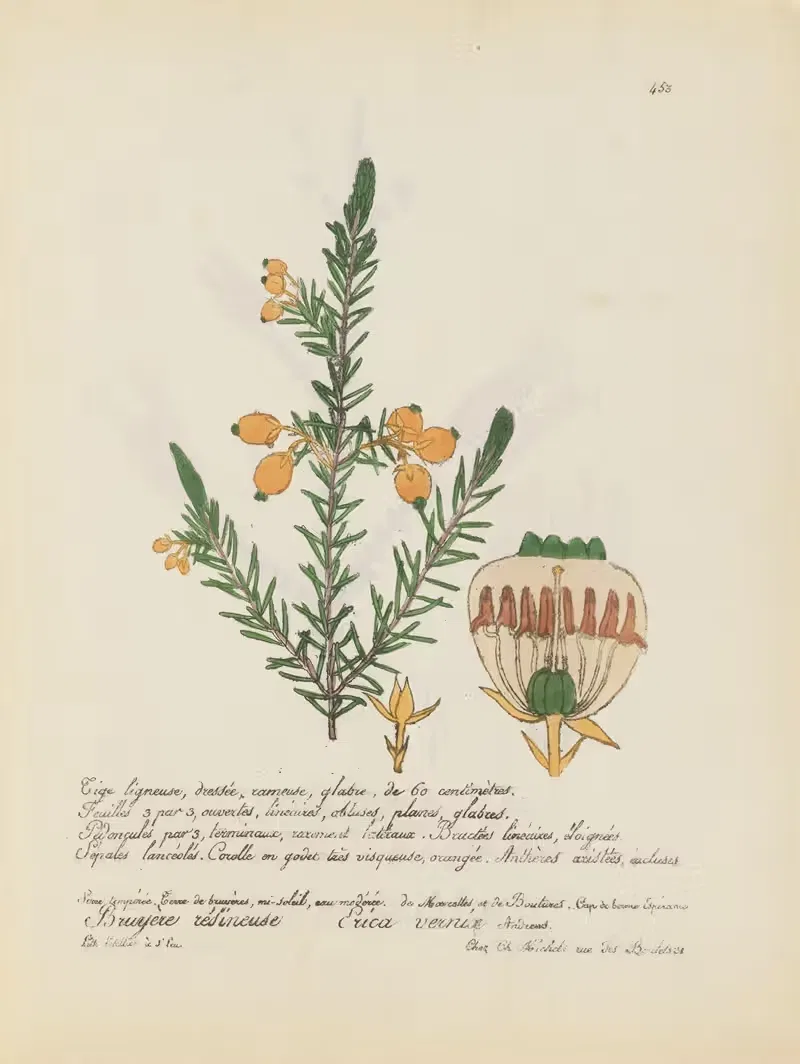 Erica verniae by Jean Baptiste Louis Letellier, 1848-1849 — digital art print download