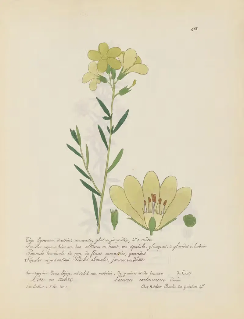 Linum arboreum by Jean Baptiste Louis Letellier, 1848-1849 — digital art print download