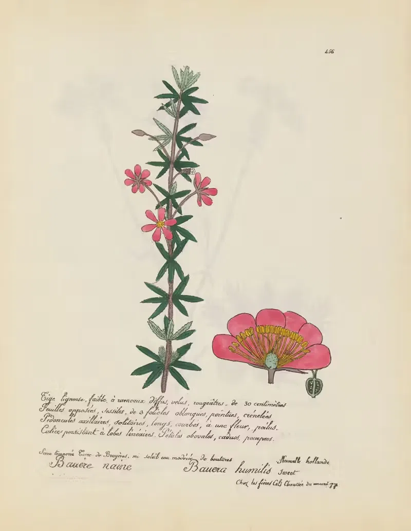 Bauera humilis by Jean Baptiste Louis Letellier, 1848-1849 — digital art print download