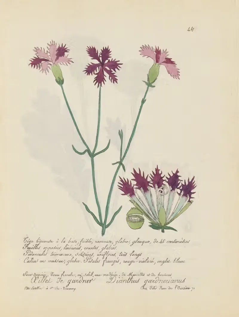 Dianthus gardnerianus by Jean Baptiste Louis Letellier, 1848-1849 — digital art print download