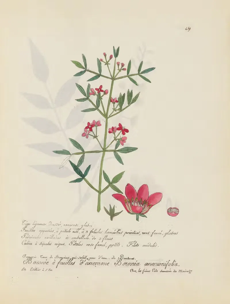 Boronia anemonifolia by Jean Baptiste Louis Letellier, 1848-1849 — digital art print download