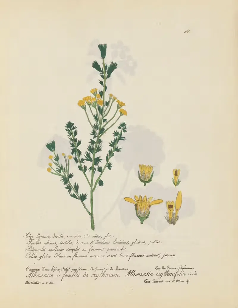 Athanasia crythmifolia by Jean Baptiste Louis Letellier, 1848-1849 — digital art print download