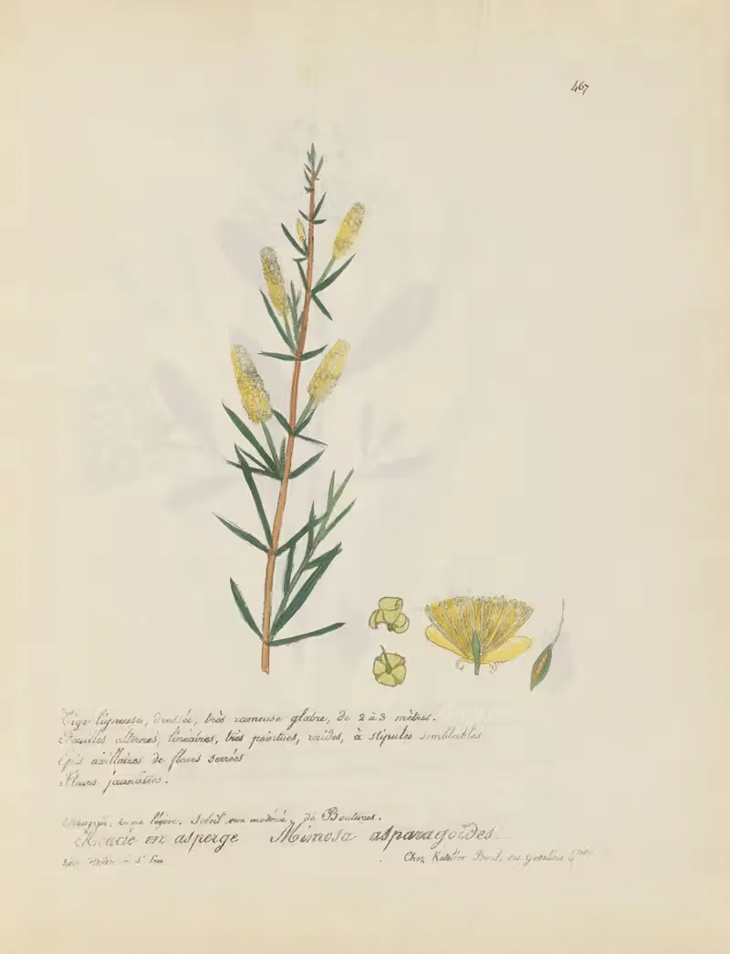 Mimosa asparagoïdes by Jean Baptiste Louis Letellier, 1848-1849 — digital art print download