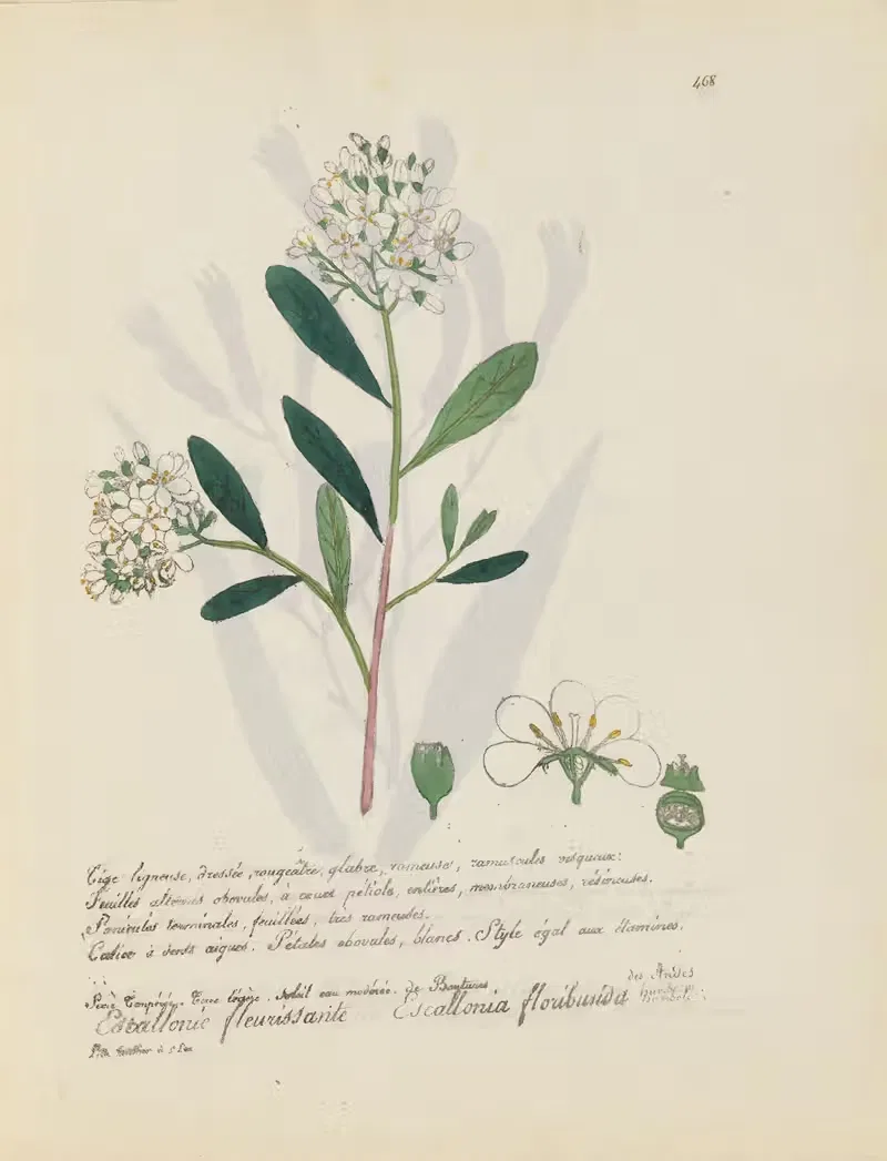 Escallonia floribunda by Jean Baptiste Louis Letellier, 1848-1849 — digital art print download