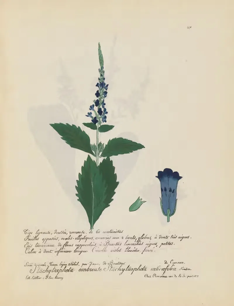Stachytarpheta urticaefolia by Jean Baptiste Louis Letellier, 1848-1849 — digital art print download