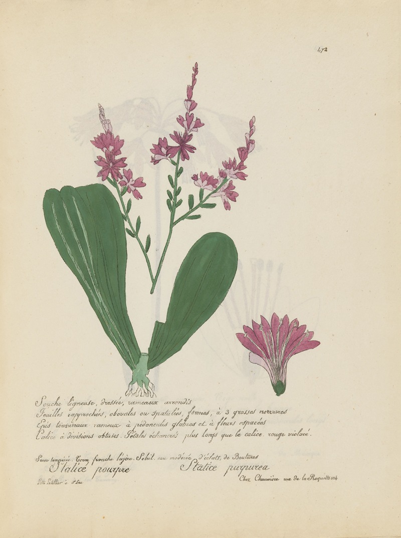 Statice purpurea by Jean Baptiste Louis Letellier, 1848-1849 — digital art print download