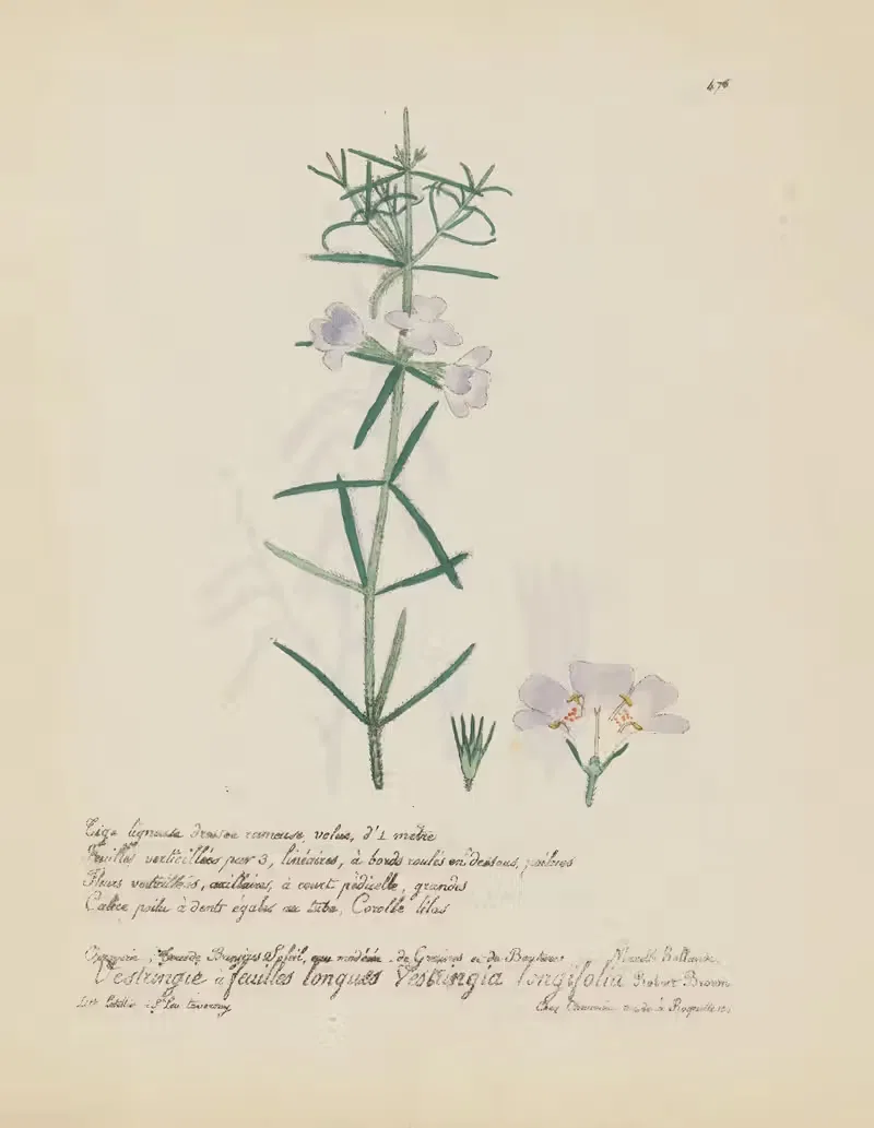 Vestringia longifolia by Jean Baptiste Louis Letellier, 1848-1849 — digital art print download