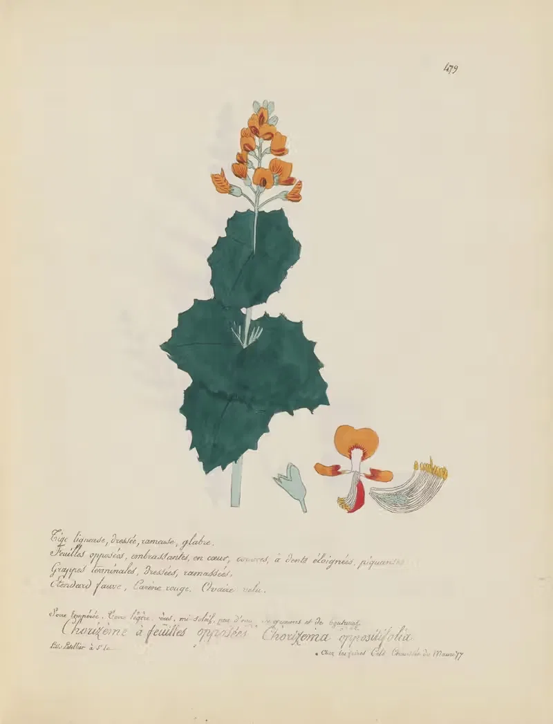 Chorizema oppositifolia by Jean Baptiste Louis Letellier, 1848-1849 — digital art print download