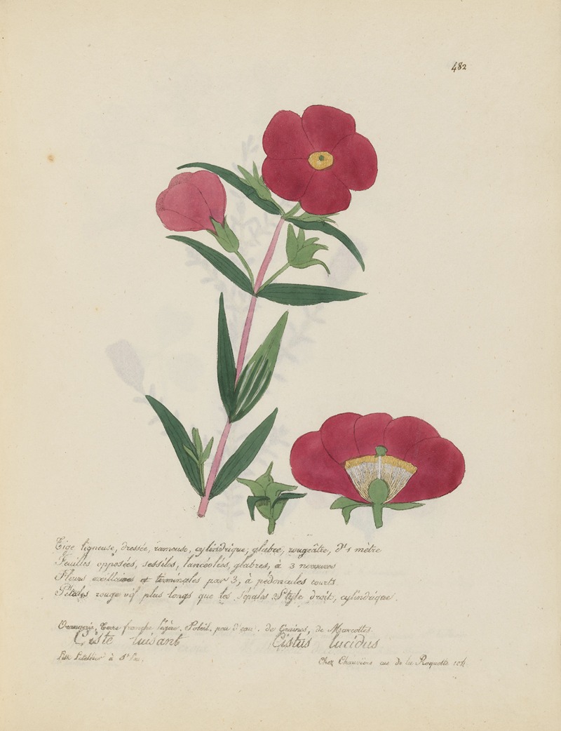 Cistus lucidus by Jean Baptiste Louis Letellier, 1848-1849 — digital art print download