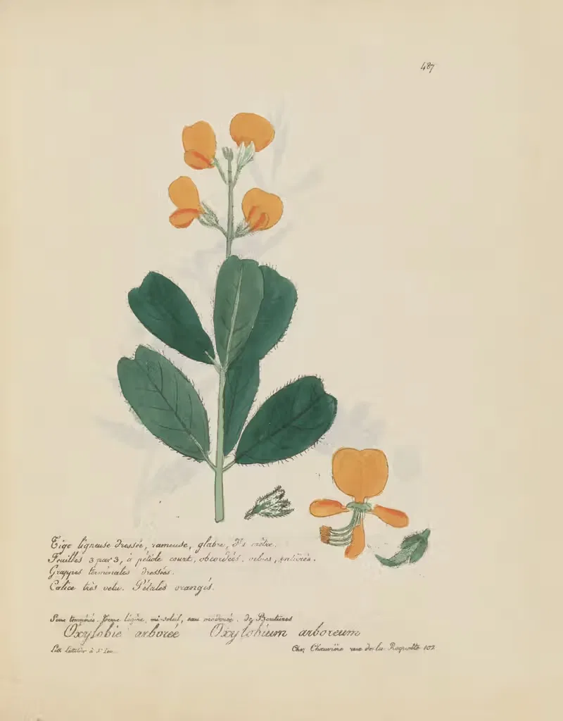 Oxylobium arboreum by Jean Baptiste Louis Letellier, 1848-1849 — digital art print download
