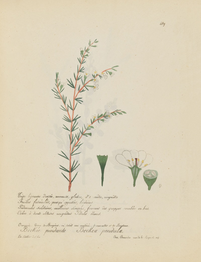 Beckea pendula by Jean Baptiste Louis Letellier, 1848-1849 — digital art print download