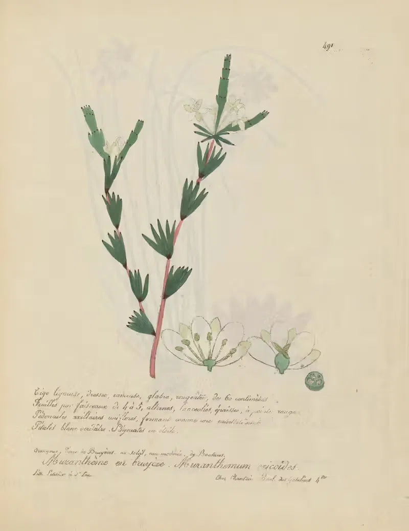 Muranthemum cricöides by Jean Baptiste Louis Letellier, 1848-1849 — digital art print download