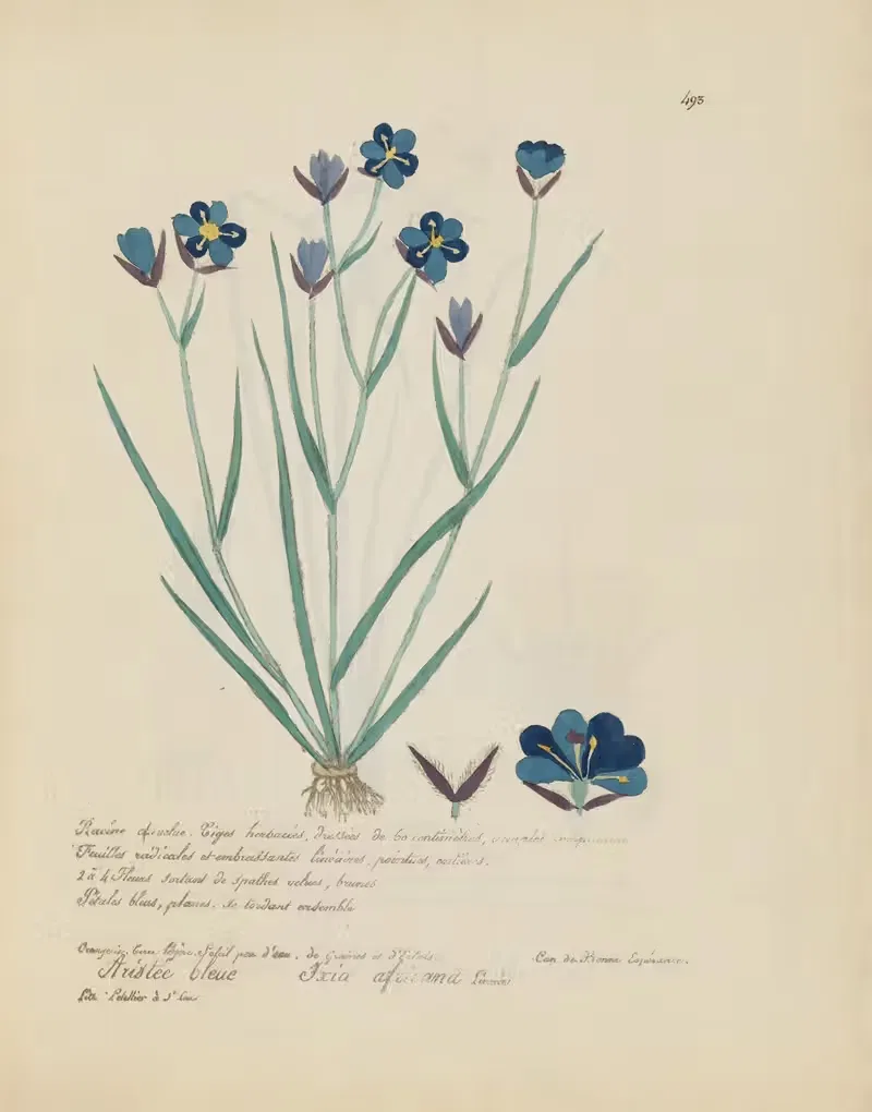 Ixia africana by Jean Baptiste Louis Letellier, 1848-1849 — digital art print download
