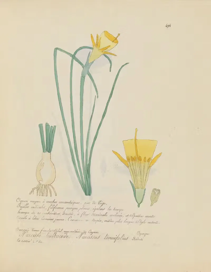 Narcissus tenuifolius by Jean Baptiste Louis Letellier, 1848-1849 — digital art print download