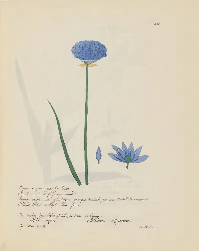 Allium azureum by Jean Baptiste Louis Letellier, 1848-1849 — digital art print download