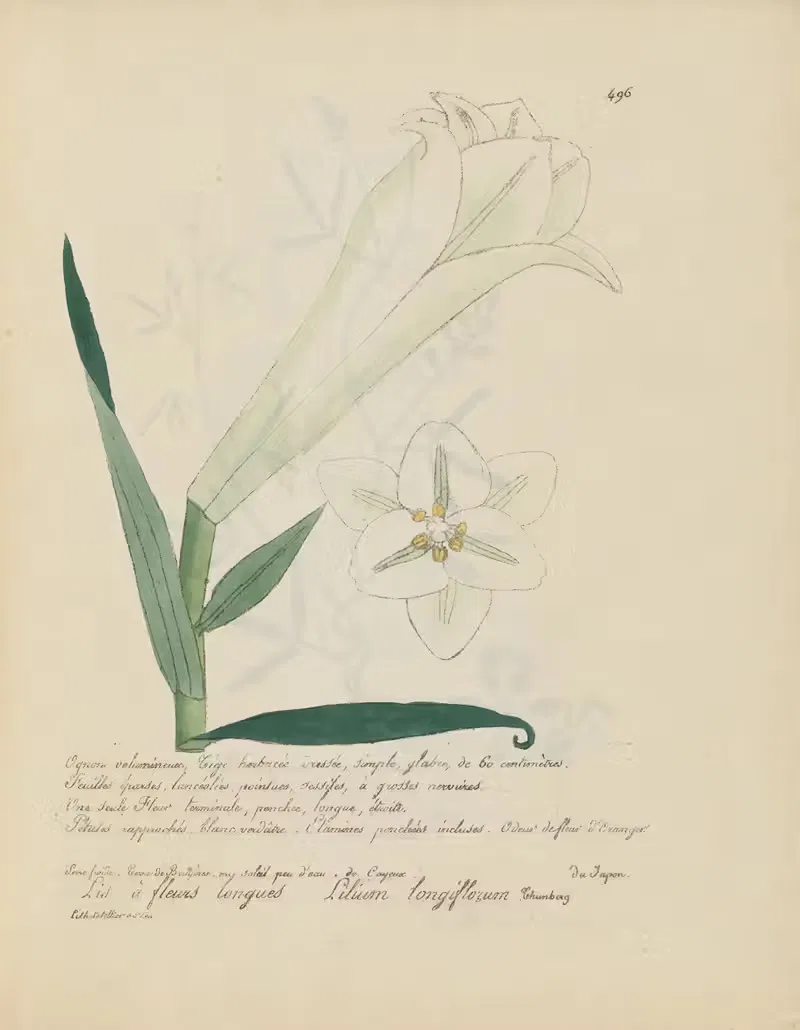 Lilium longiflorum by Jean Baptiste Louis Letellier, 1848-1849 — digital art print download