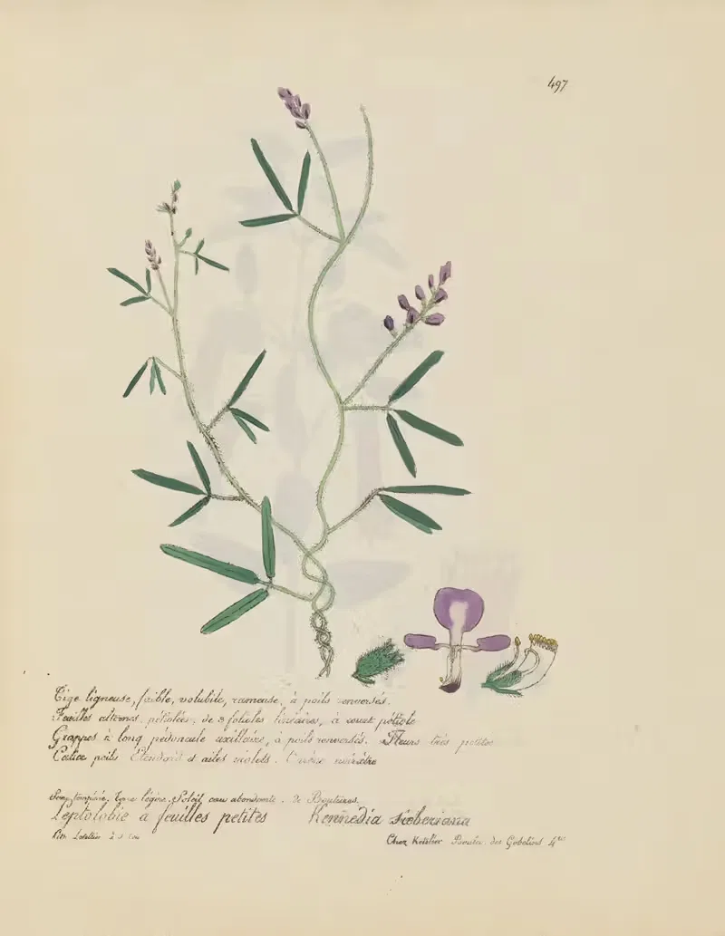 Kennedia sieberiana by Jean Baptiste Louis Letellier, 1848-1849 — digital art print download