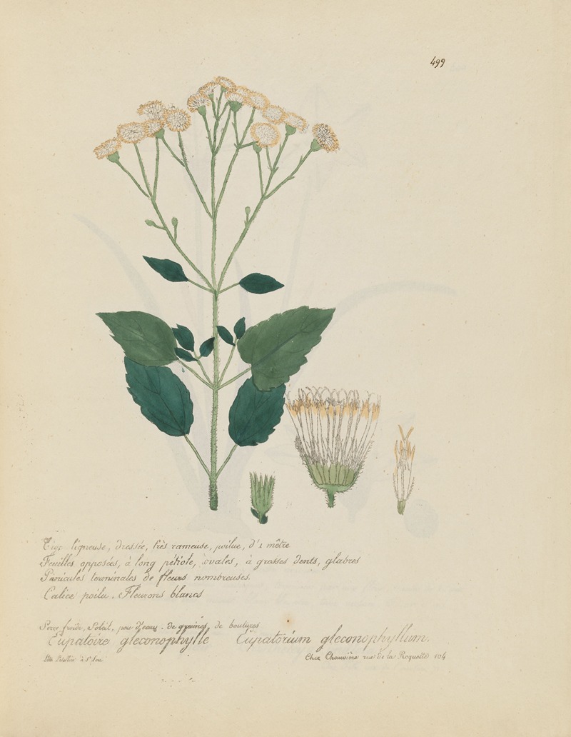 Eupatorium gleconophyllum by Jean Baptiste Louis Letellier, 1848-1849 — digital art print download