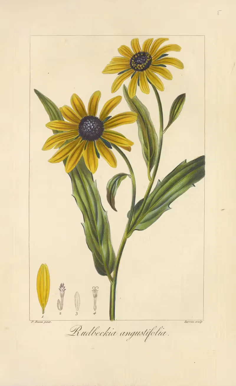 Rudbeckia angustifolia by Jean Claude Michel Mordant de Launay, 1816-1827 — digital art print download