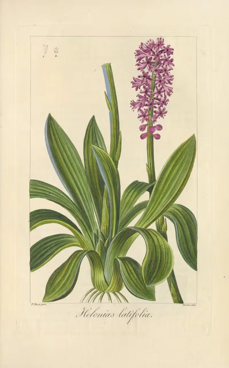 Helonias latifolia by Jean Claude Michel Mordant de Launay, 1816-1827 — digital art print download
