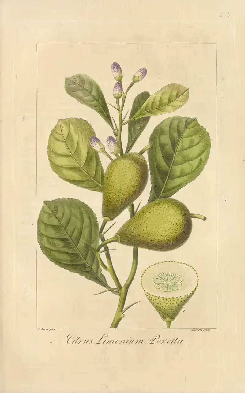 Citrus limonium peretta by Jean Claude Michel Mordant de Launay, 1816-1827 — digital art print download